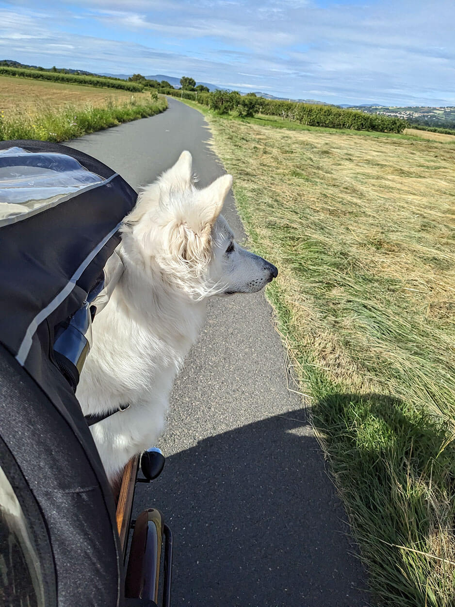 Chienne dans la caisse